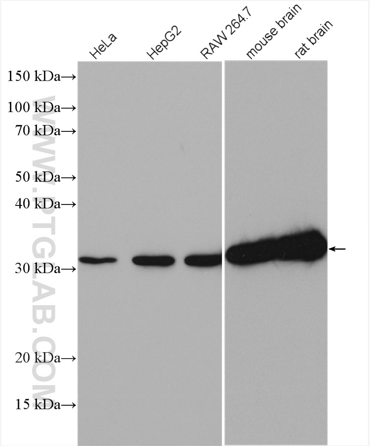 Western Blot (WB) analysis of HeLa cells using ATP6V1E1 Polyclonal antibody (15280-1-AP)