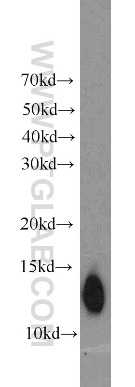 Western Blot (WB) analysis of mouse liver tissue using ATP6V1F Polyclonal antibody (17725-1-AP)