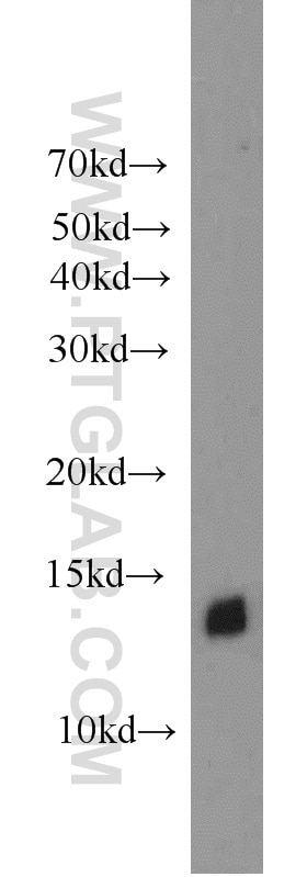 Western Blot (WB) analysis of HeLa cells using ATP6V1F Polyclonal antibody (17725-1-AP)