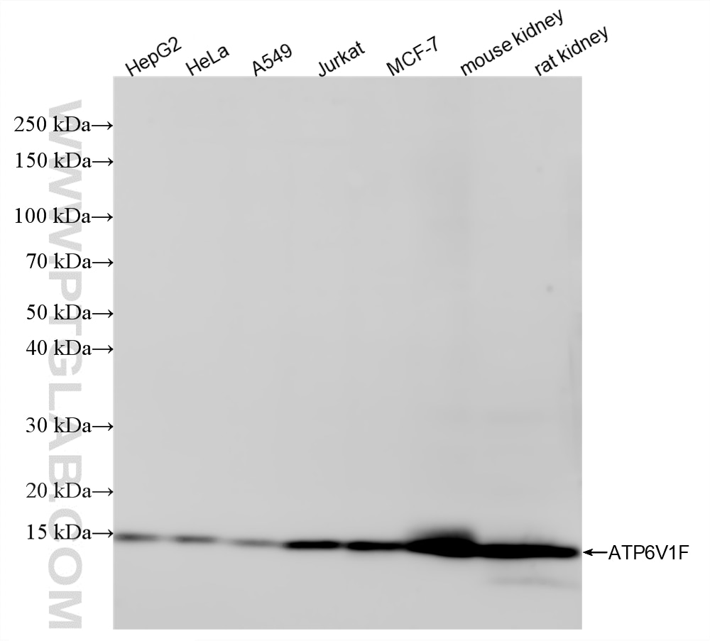 Western Blot (WB) analysis of various lysates using ATP6V1F Recombinant monoclonal antibody (87157-1-RR)
