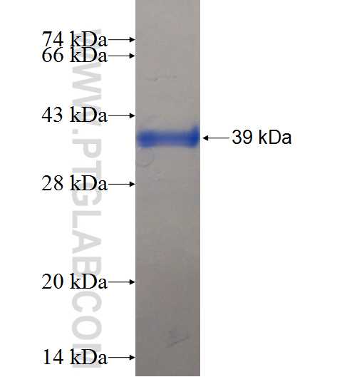ATP6V1F fusion protein Ag12121 SDS-PAGE