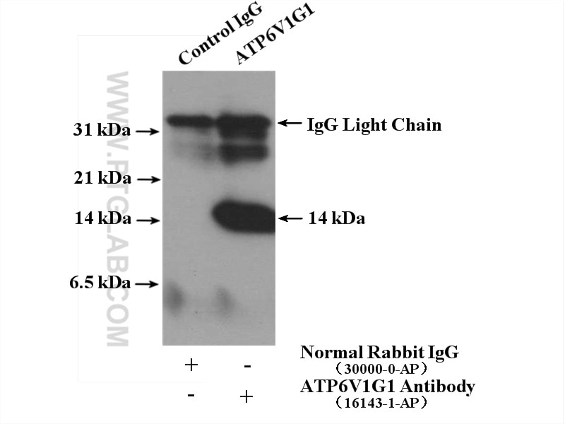 Immunoprecipitation (IP) experiment of Jurkat cells using ATP6V1G1 Polyclonal antibody (16143-1-AP)