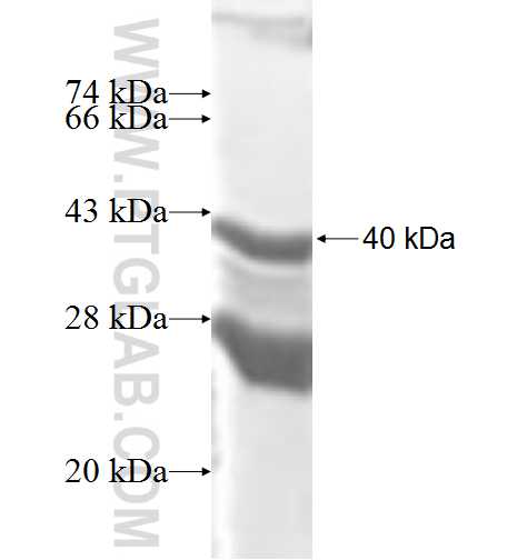 ATP6V1G1 fusion protein Ag9217 SDS-PAGE