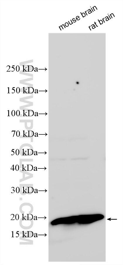 Western Blot (WB) analysis of various lysates using ATP6V1G2 Polyclonal antibody (25316-1-AP)