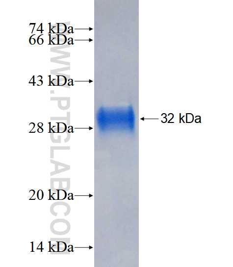 ATP6V1G2 fusion protein Ag18007 SDS-PAGE