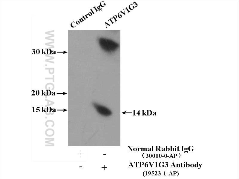 Immunoprecipitation (IP) experiment of mouse kidney tissue using ATP6V1G3 Polyclonal antibody (19523-1-AP)