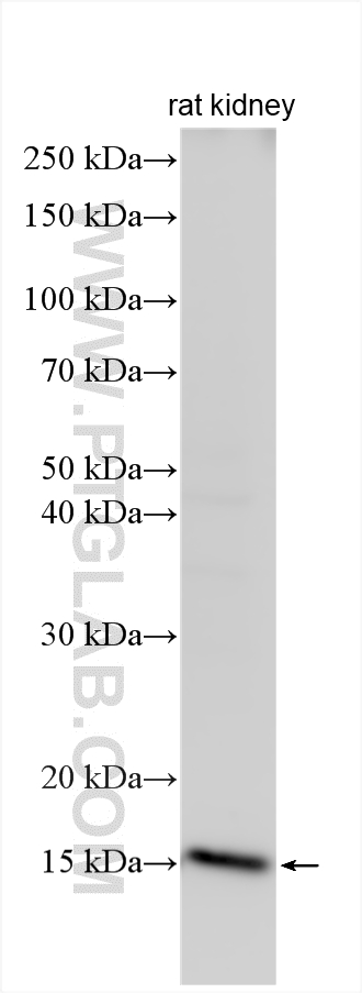 Western Blot (WB) analysis of various lysates using ATP6V1G3 Polyclonal antibody (19523-1-AP)