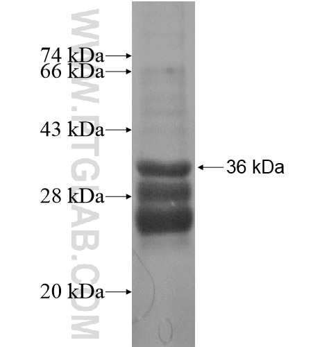 ATP6V1G3 fusion protein Ag16007 SDS-PAGE