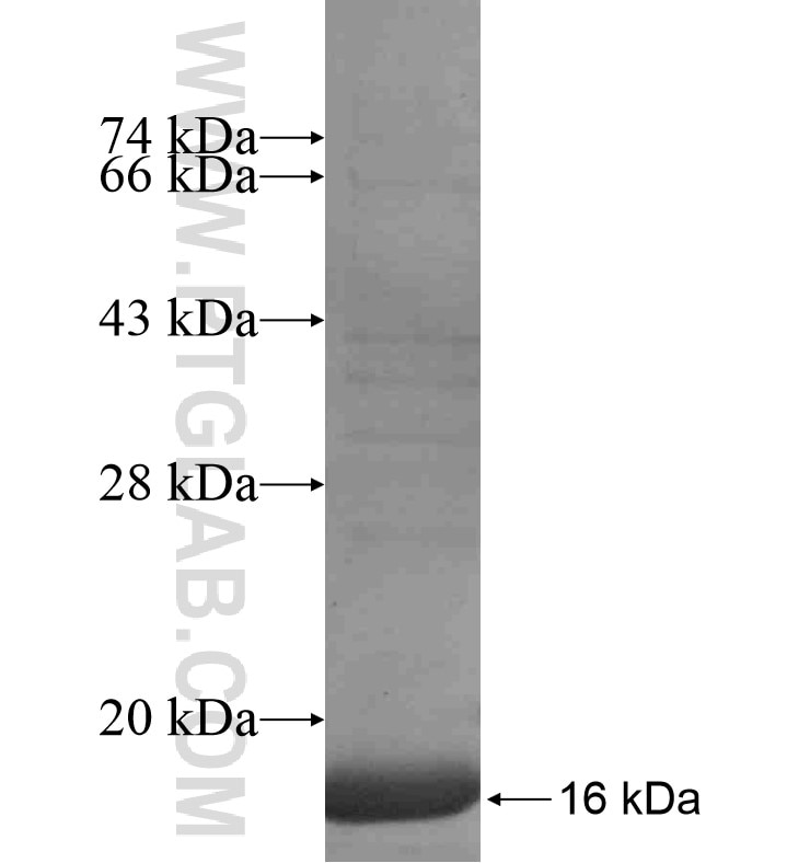 ATP6V1G3 fusion protein Ag16736 SDS-PAGE