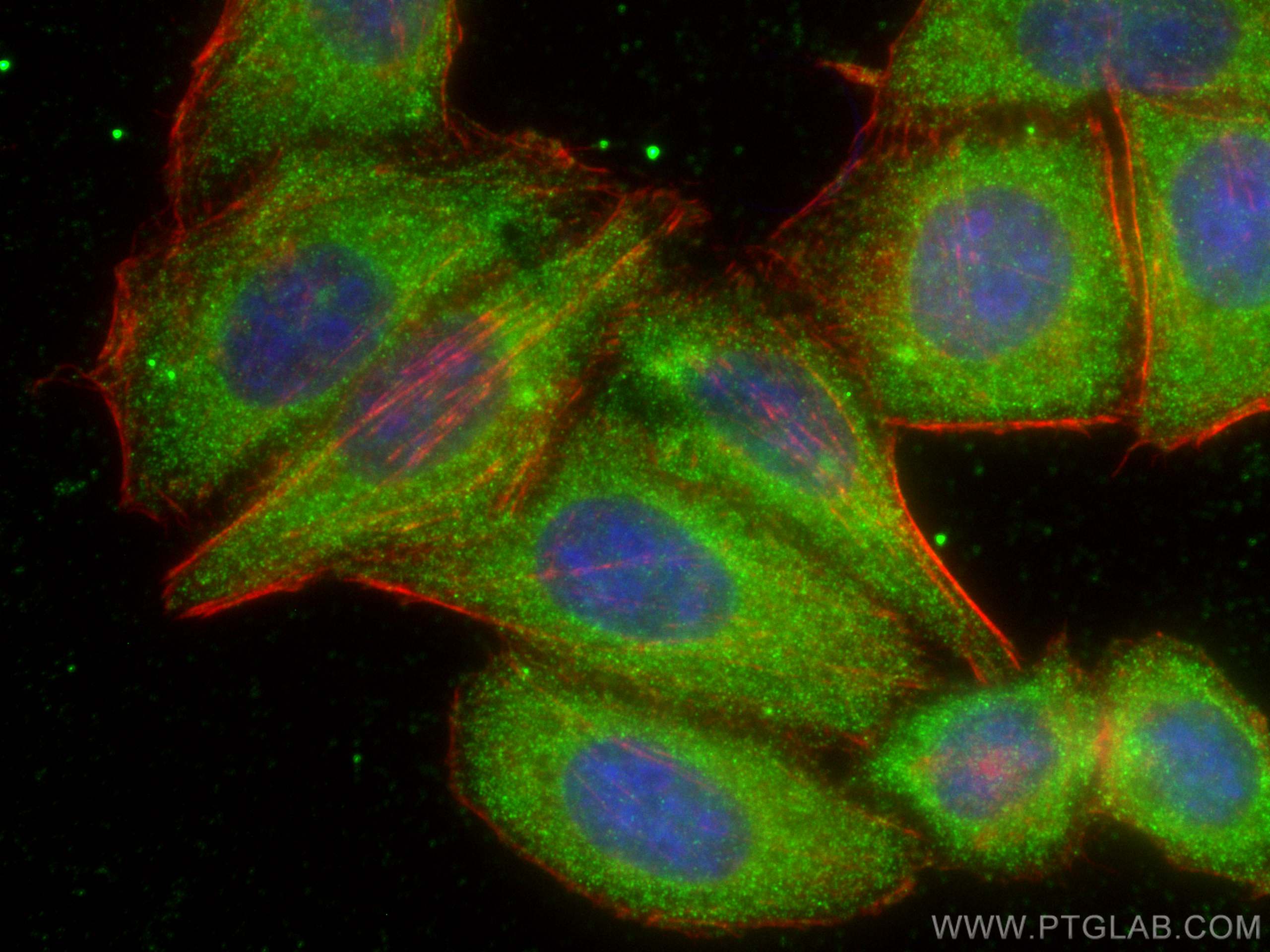 IF Staining of HepG2 using 68425-1-Ig