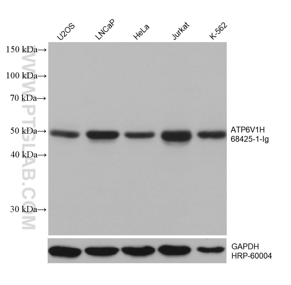 Western Blot (WB) analysis of various lysates using ATP6V1H Monoclonal antibody (68425-1-Ig)