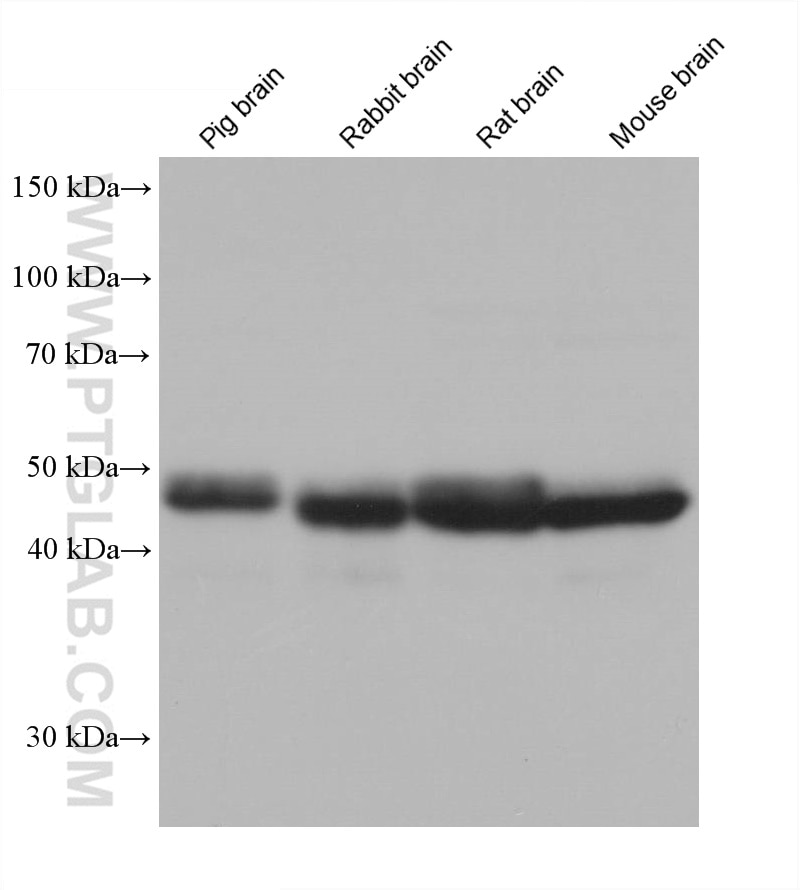 Western Blot (WB) analysis of various lysates using ATP6V1H Monoclonal antibody (68425-1-Ig)