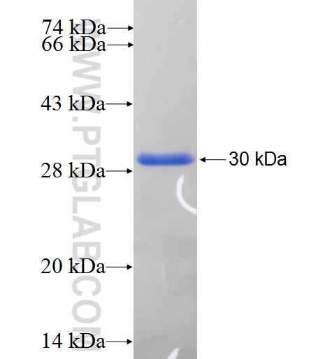 ATP6V1H fusion protein Ag24688 SDS-PAGE