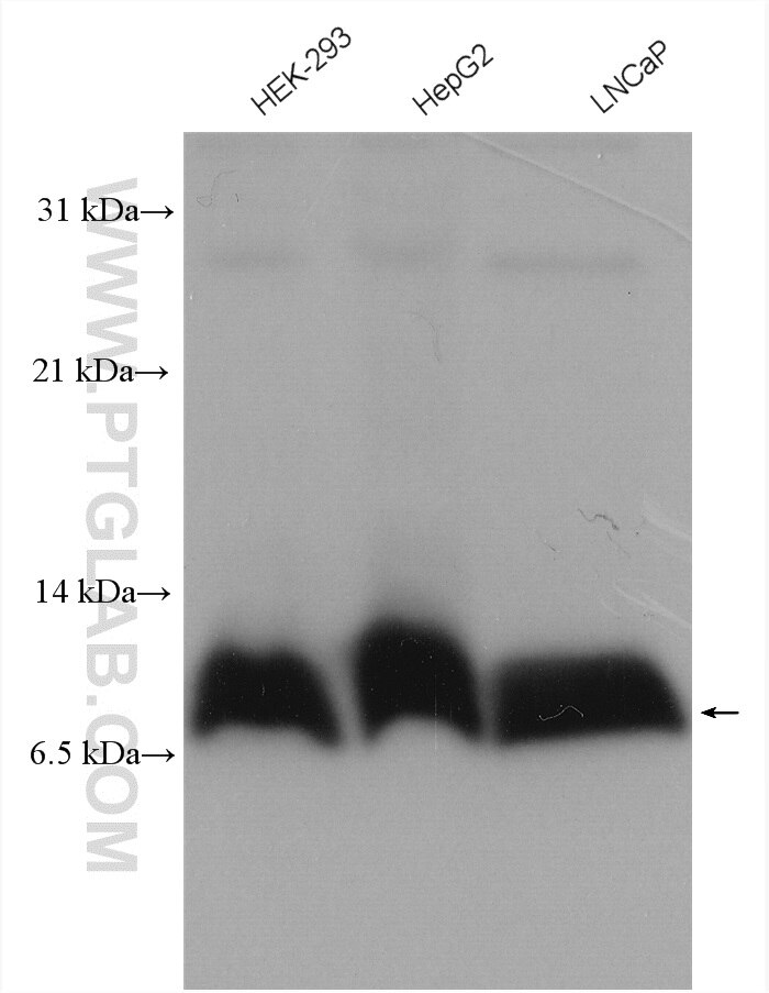 Western Blot (WB) analysis of various lysates using ATP8 Polyclonal antibody (26723-1-AP)