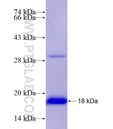 ATP8A1 fusion protein Ag28136 SDS-PAGE