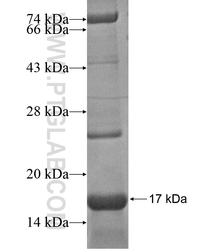 ATP8A1 fusion protein Ag17346 SDS-PAGE