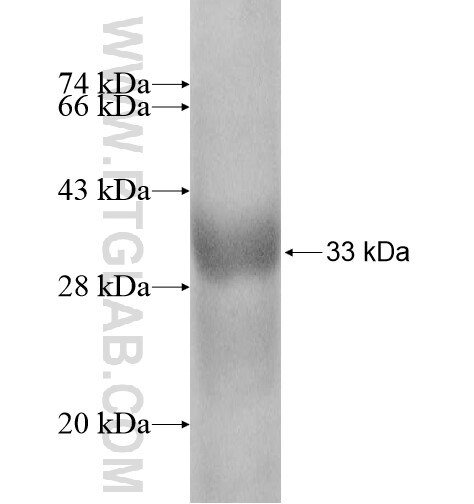 ATP8B3 fusion protein Ag10931 SDS-PAGE
