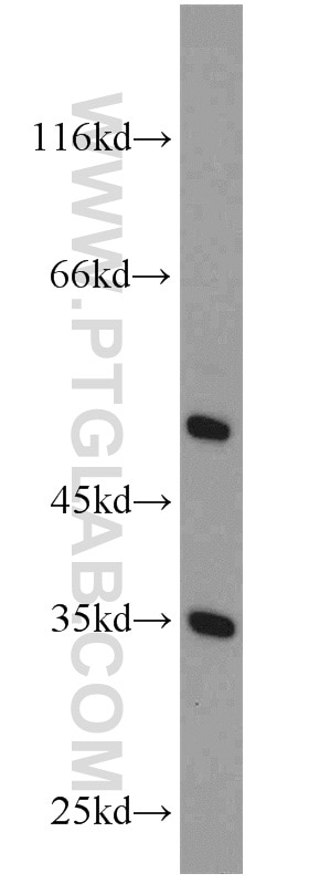 Western Blot (WB) analysis of L02 cells using ATPAF1 Polyclonal antibody (15797-1-AP)