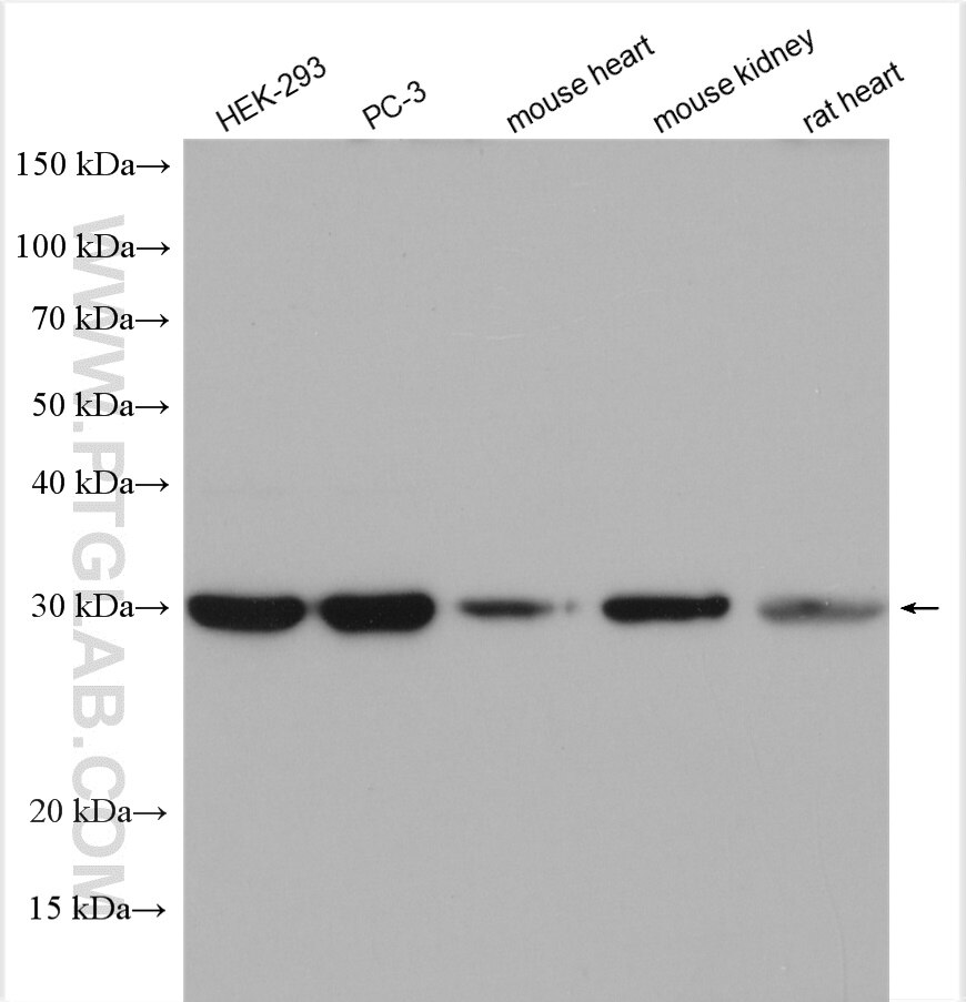 Western Blot (WB) analysis of various lysates using ATPAF1 Polyclonal antibody (18016-1-AP)