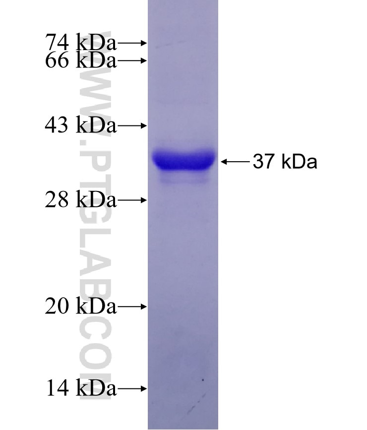 ATPAF1 fusion protein Ag12557 SDS-PAGE