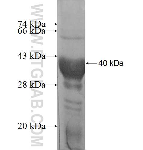 ATPAF1 fusion protein Ag8527 SDS-PAGE