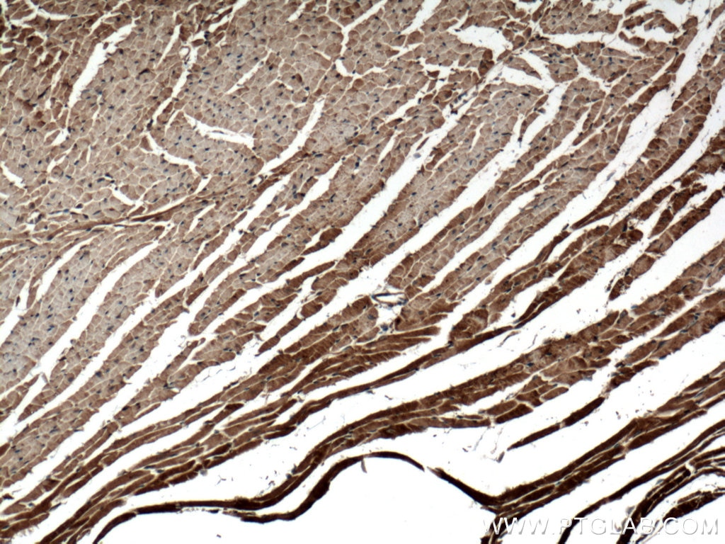 Immunohistochemistry (IHC) staining of mouse heart tissue using ATPAF2 Polyclonal antibody (11598-1-AP)