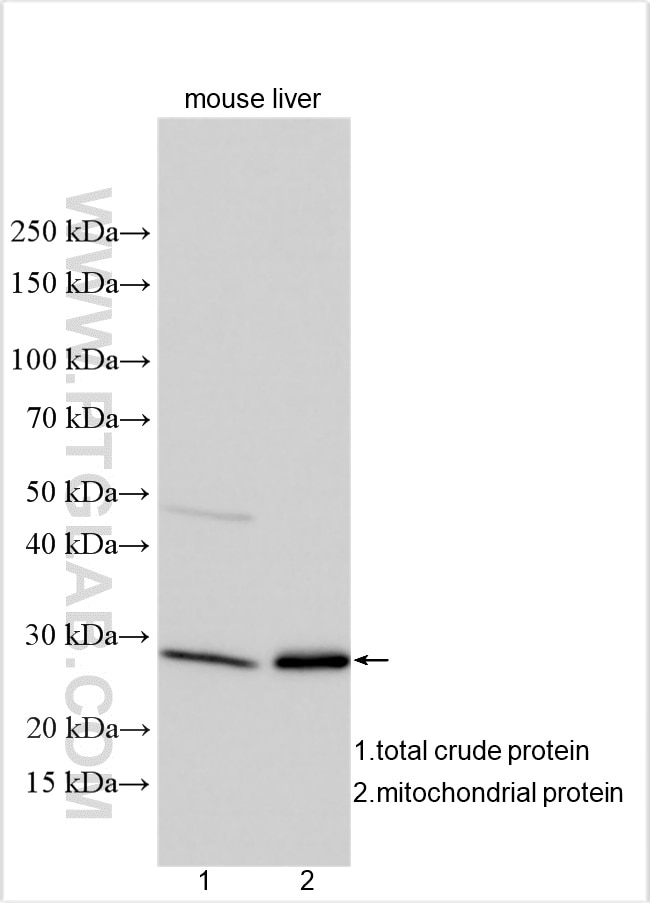Western Blot (WB) analysis of various lysates using ATPAF2 Polyclonal antibody (30334-1-AP)