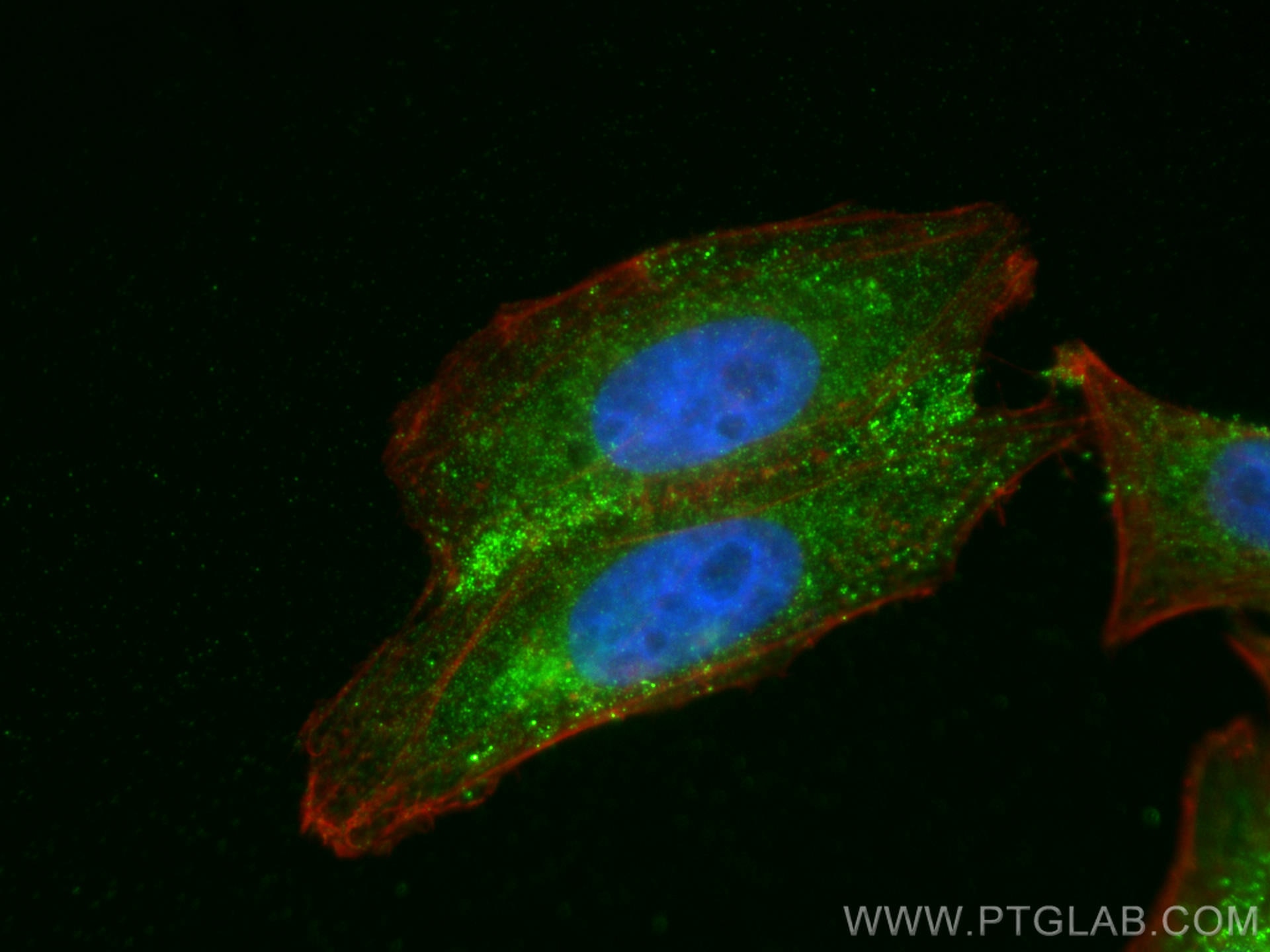 Immunofluorescence (IF) / fluorescent staining of HepG2 cells using ATPAF2 Monoclonal antibody (68351-1-Ig)