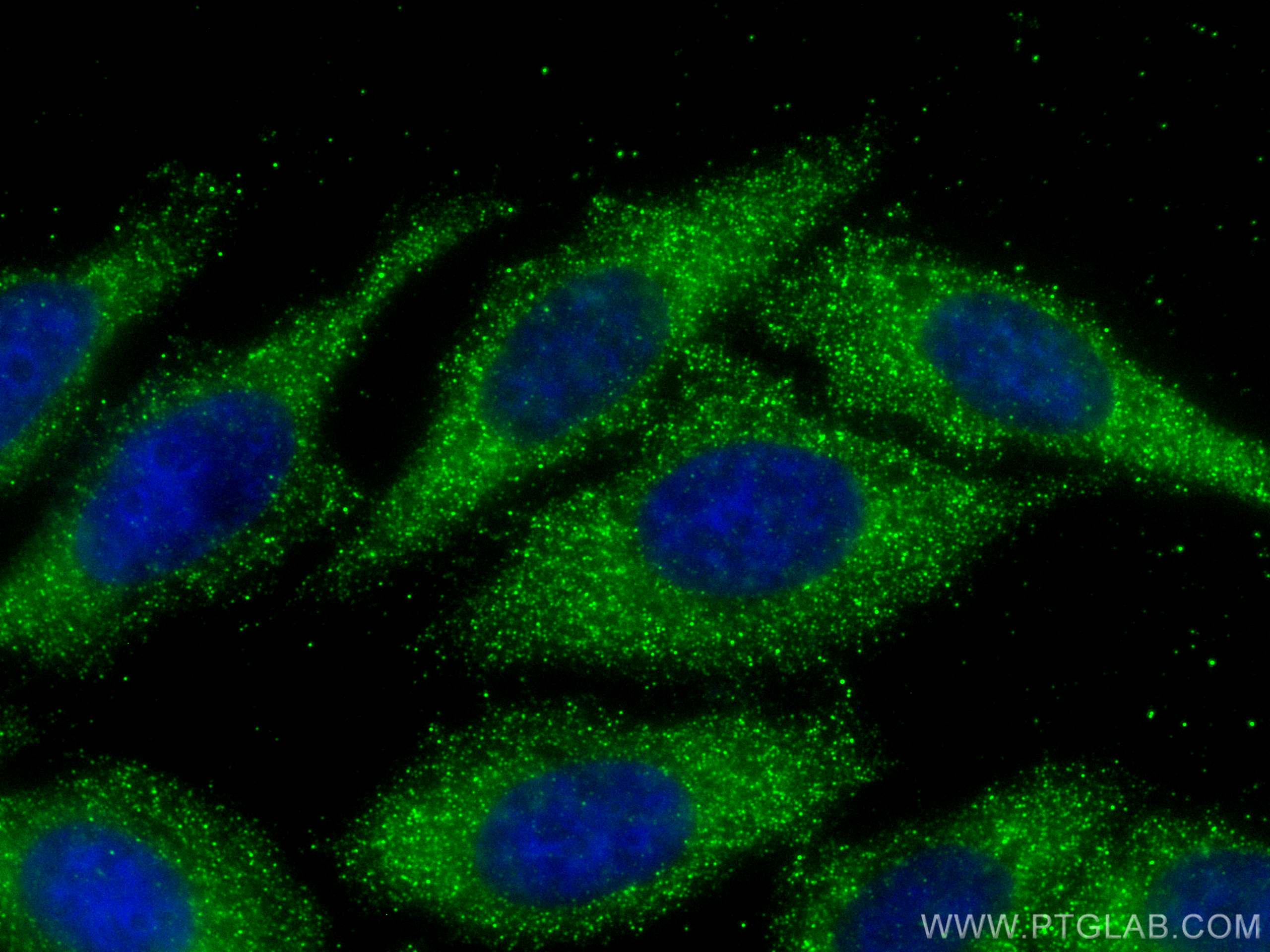 Immunofluorescence (IF) / fluorescent staining of HepG2 cells using ATPAF2 Monoclonal antibody (68351-1-Ig)