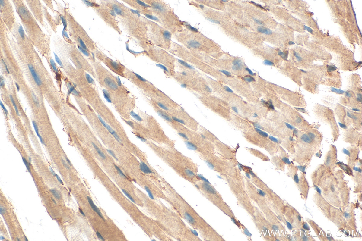 Immunohistochemistry (IHC) staining of mouse heart tissue using ATPAF2 Monoclonal antibody (68351-1-Ig)