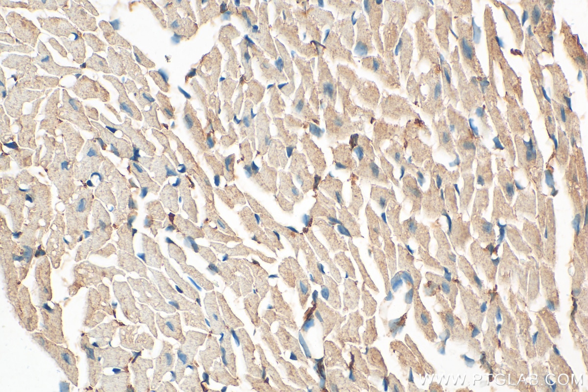 Immunohistochemistry (IHC) staining of mouse heart tissue using ATPAF2 Monoclonal antibody (68351-1-Ig)