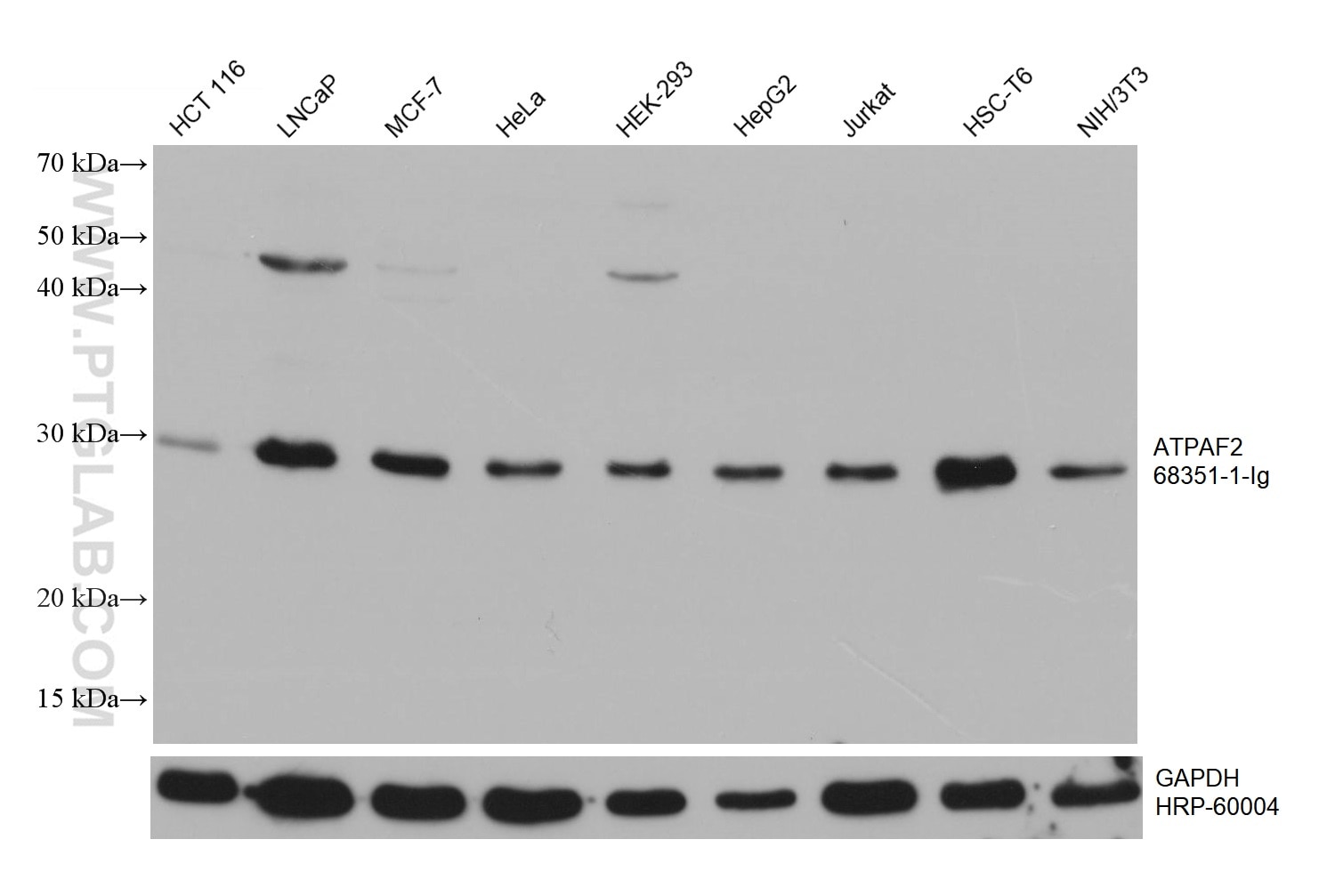 Western Blot (WB) analysis of various lysates using ATPAF2 Monoclonal antibody (68351-1-Ig)