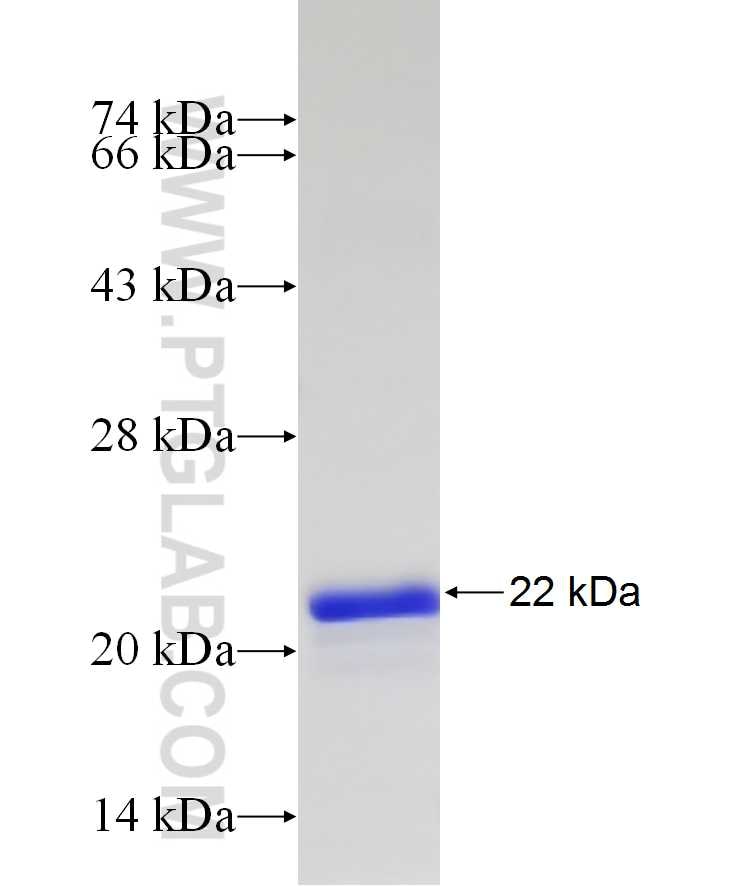 ATPAF2 fusion protein Ag29065 SDS-PAGE