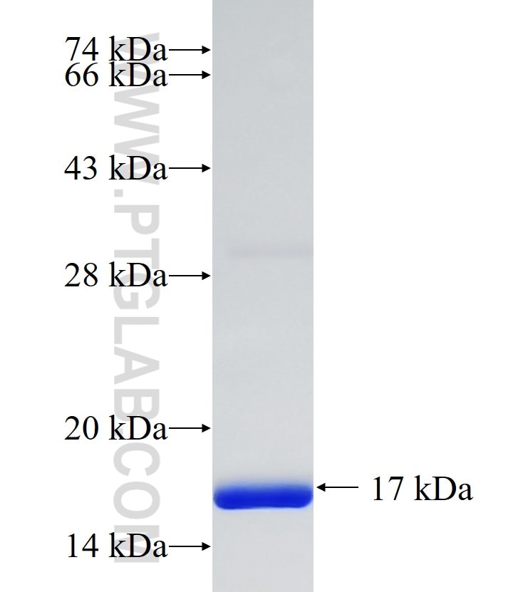 ATPAF2 fusion protein Ag33261 SDS-PAGE ATPAF2 fusion protein Ag33261 SDS-PAGE