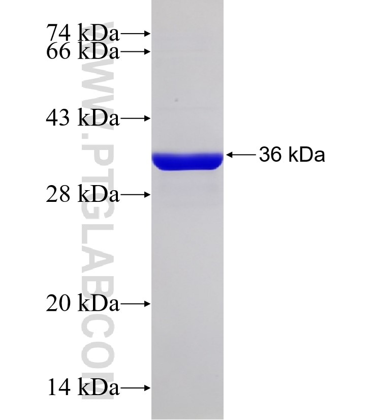 ATPAF2 fusion protein Ag33299 SDS-PAGE