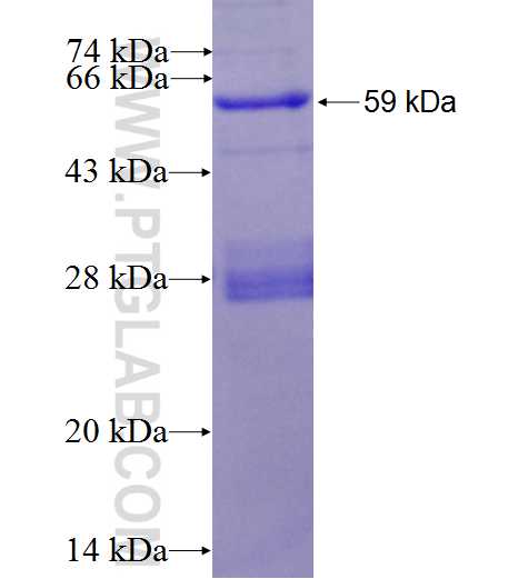 ATPAF2 fusion protein Ag2164 SDS-PAGE