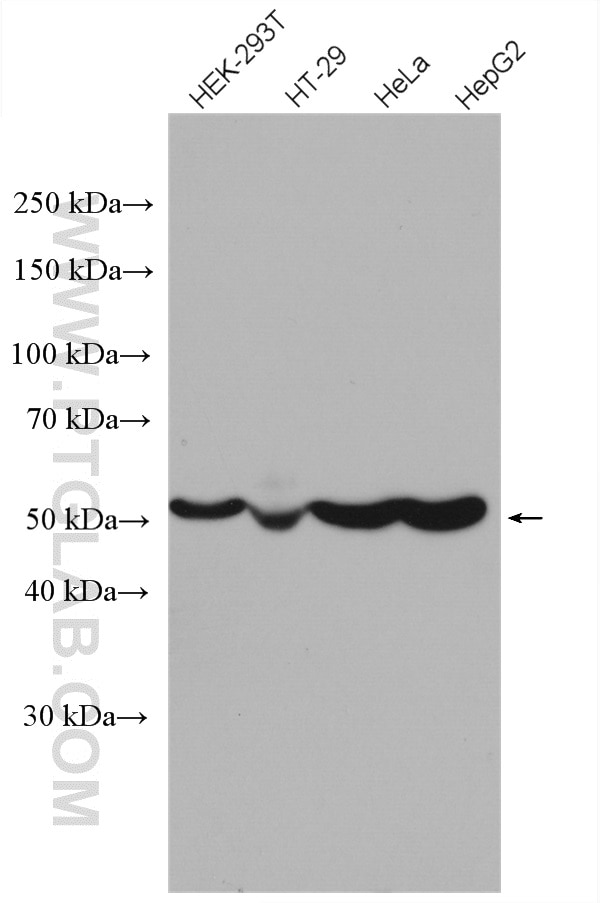 Western Blot (WB) analysis of various lysates using ATPB Polyclonal antibody (17247-1-AP)