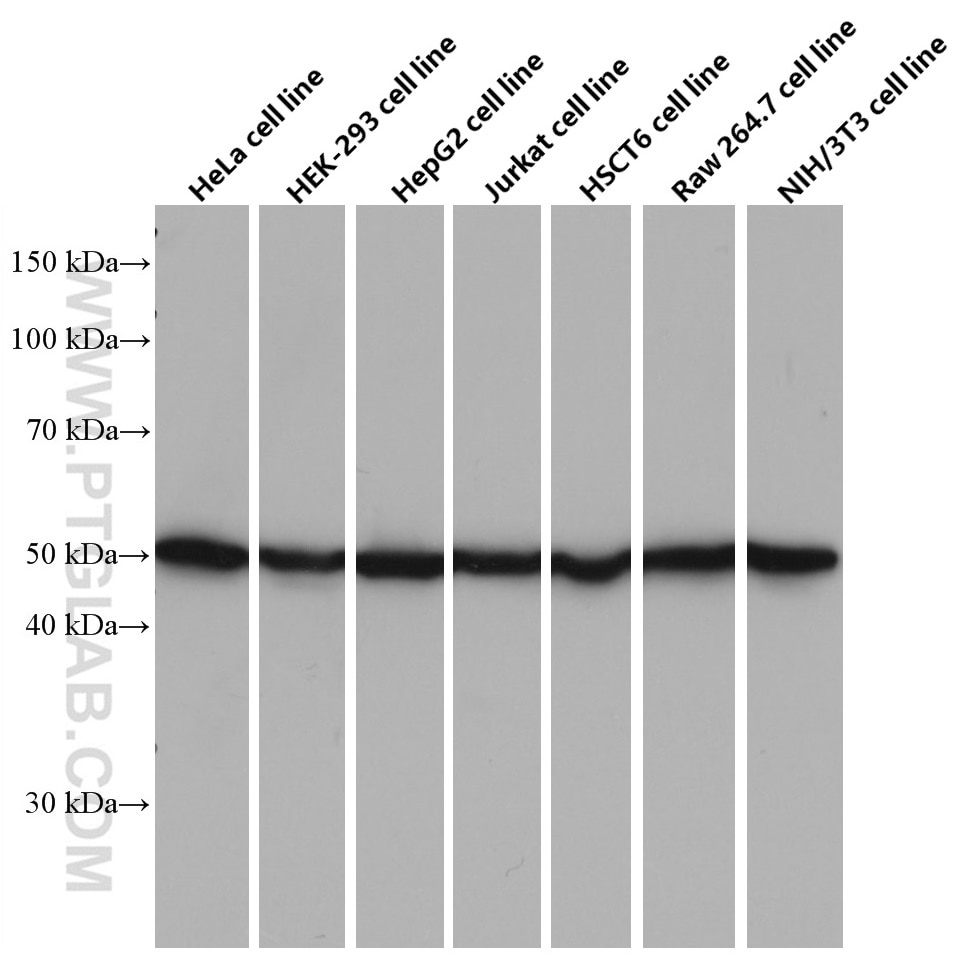 Western Blot (WB) analysis of various lysates using ATPB Monoclonal antibody (66600-1-Ig)