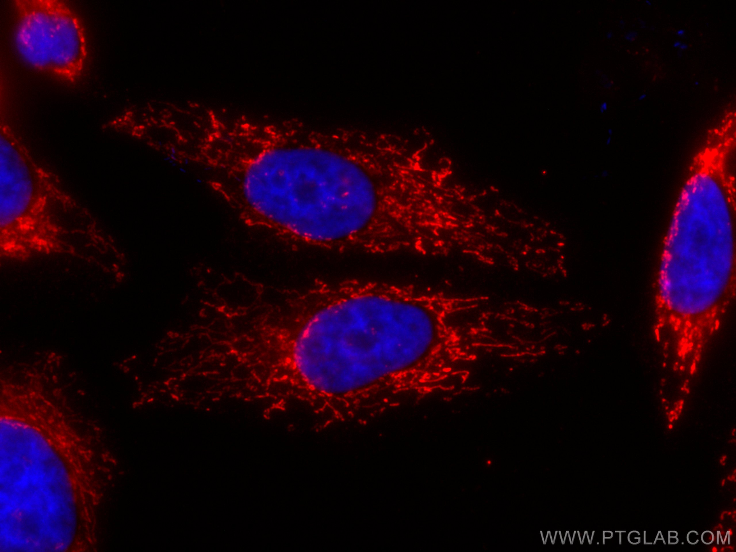 Immunofluorescence (IF) / fluorescent staining of HepG2 cells using CoraLite®594-conjugated ATPB Monoclonal antibody (CL594-66600)