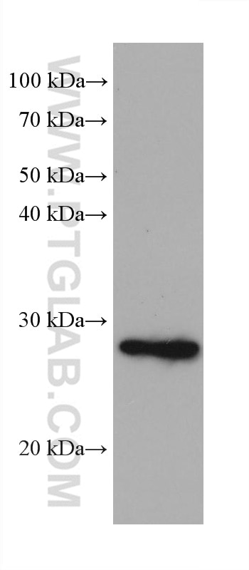 WB analysis of K-562 using 68397-1-Ig