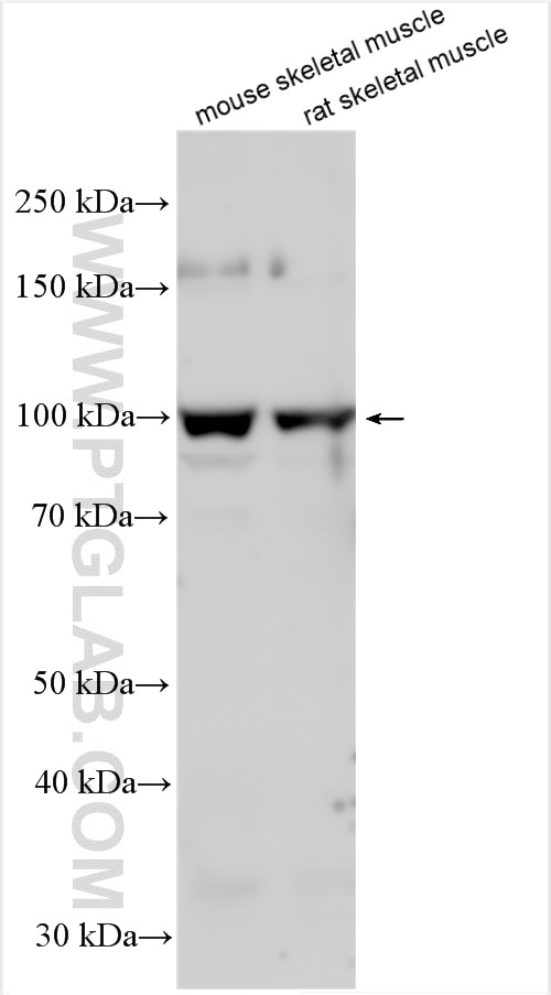 Western Blot (WB) analysis of various lysates using CARNS1 Polyclonal antibody (25725-1-AP)