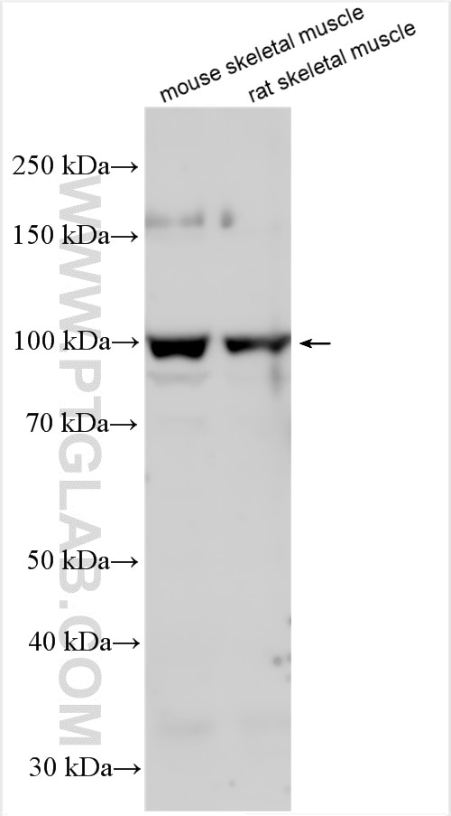 WB analysis using 25725-1-AP