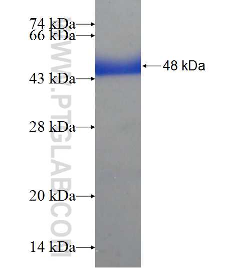 ATPGD1 fusion protein Ag22812 SDS-PAGE