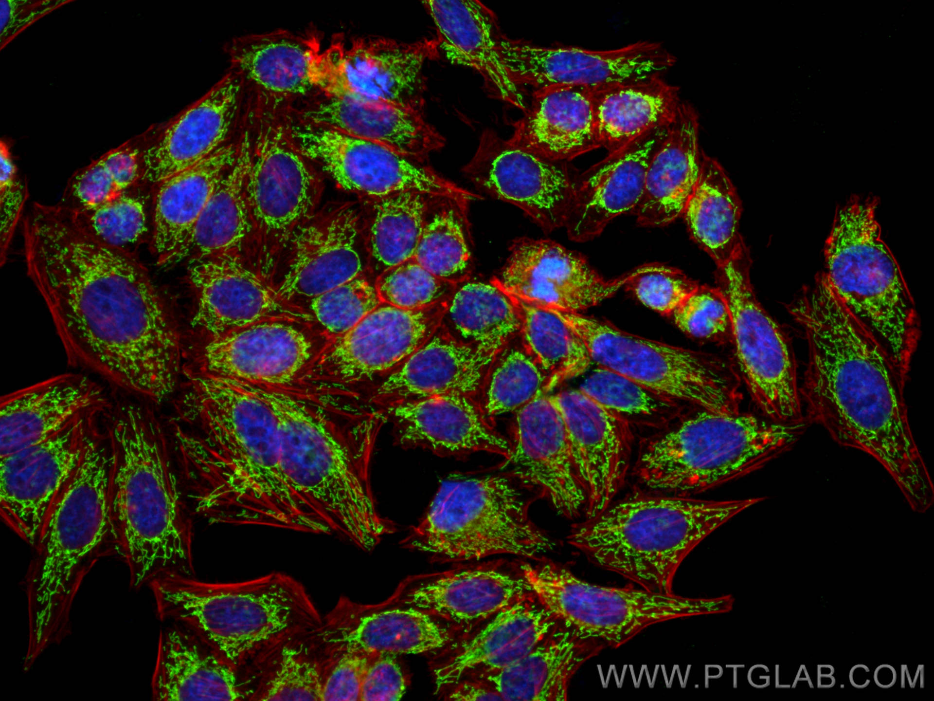 Immunofluorescence (IF) / fluorescent staining of HepG2 cells using ATPIF1 Polyclonal antibody (12067-1-AP)