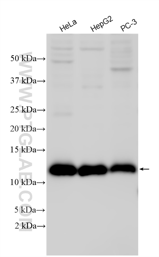 Western Blot (WB) analysis of various lysates using ATPIF1 Polyclonal antibody (12067-1-AP)