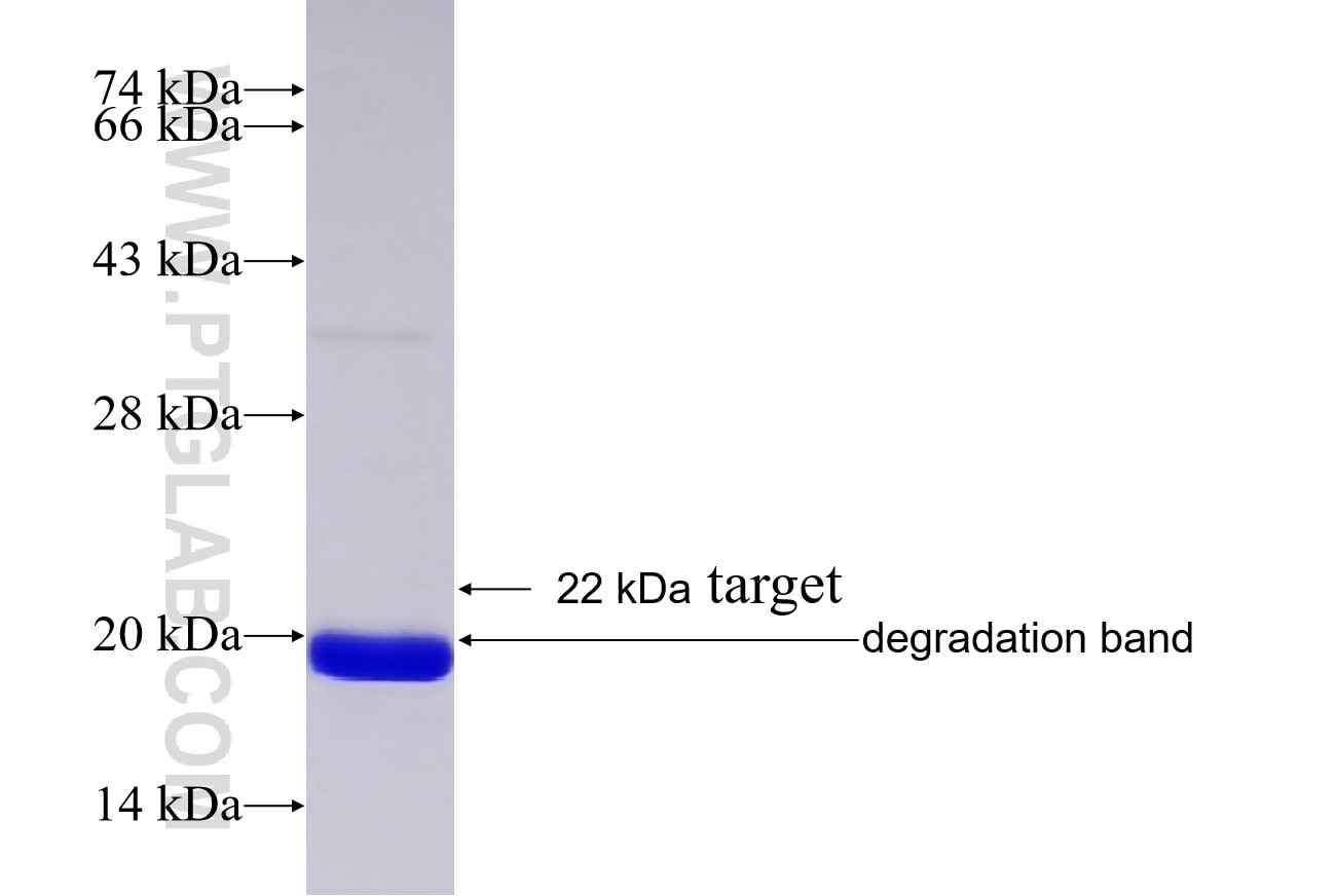 ATPIF1 fusion protein Ag25115 SDS-PAGE