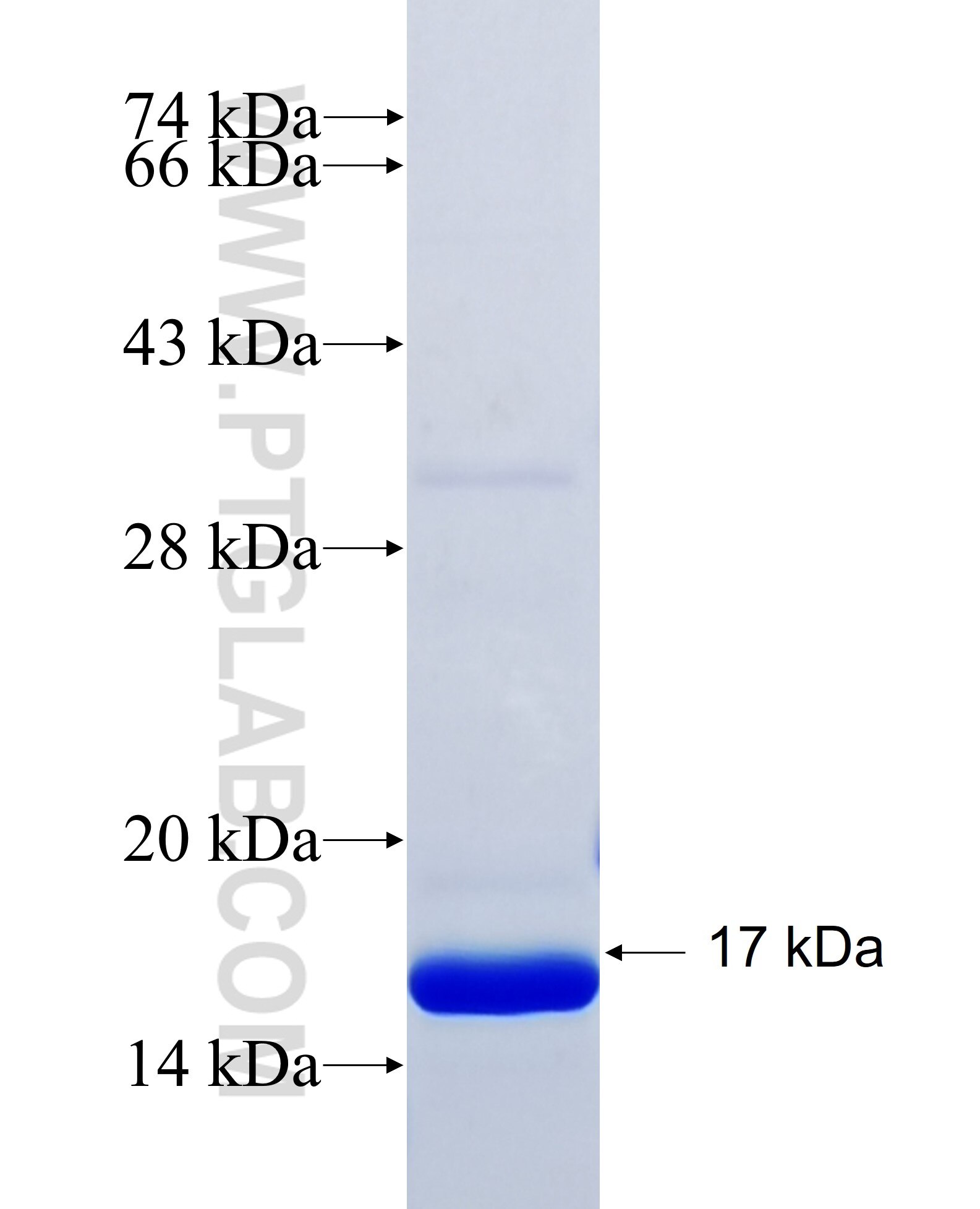 ATPIF1 fusion protein Ag33046 SDS-PAGE ATPIF1 fusion protein Ag33046 SDS-PAGE