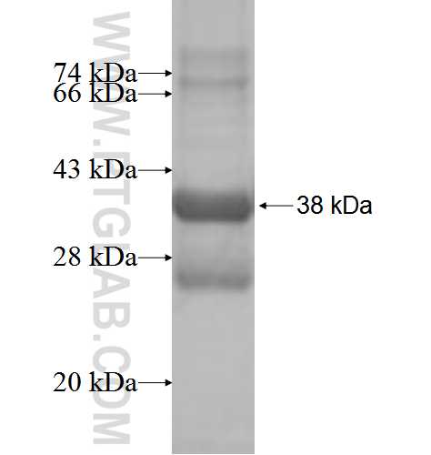 ATPIF1 fusion protein Ag2704 SDS-PAGE