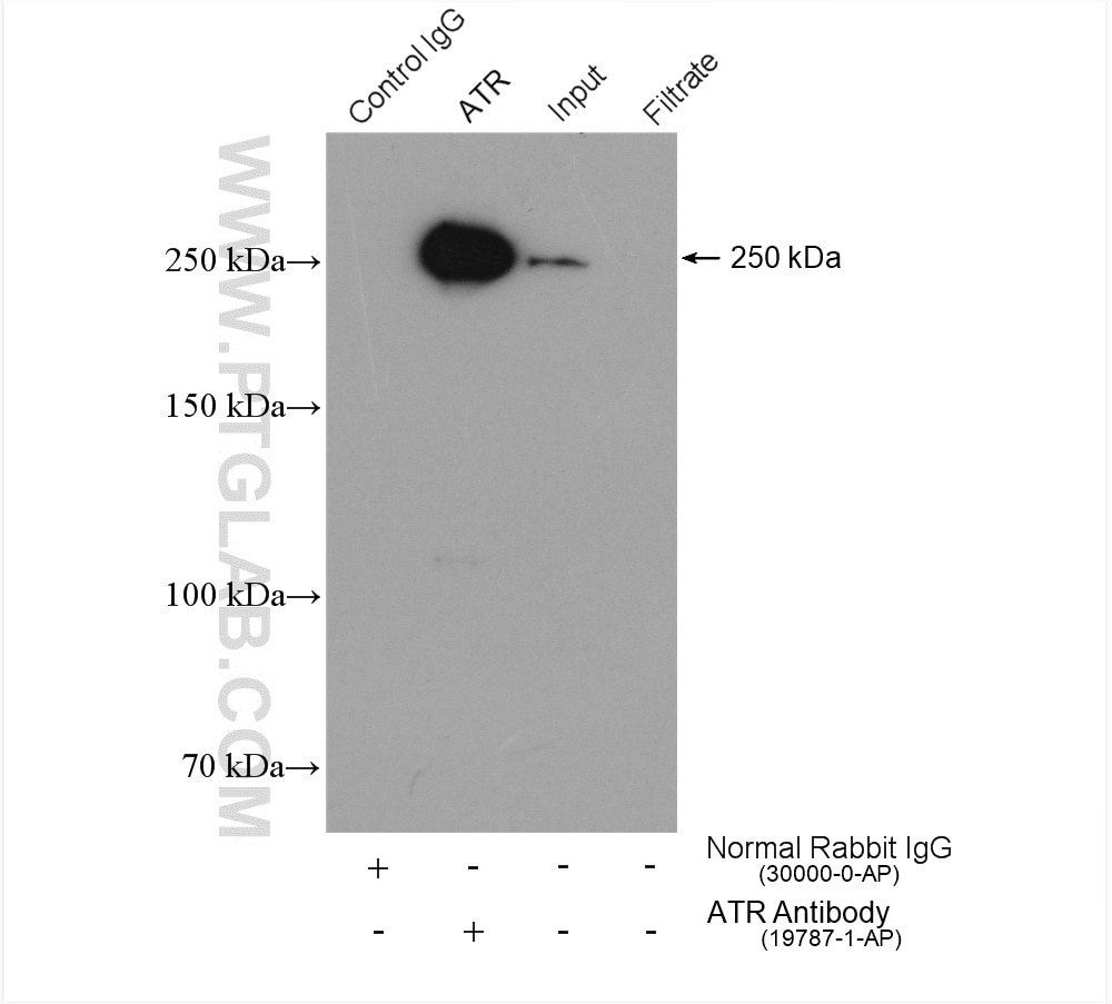 Immunoprecipitation (IP) experiment of mouse testis tissue using ATR Polyclonal antibody (19787-1-AP)