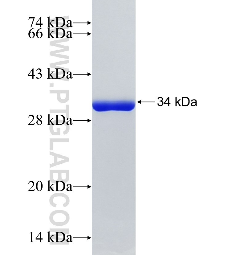 ATR fusion protein Ag33888 SDS-PAGE